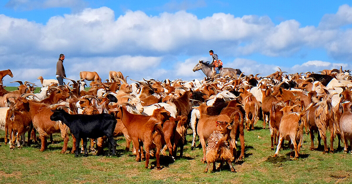 モンゴルの遊牧民と羊と山羊
